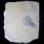 Fossil Gogia Granulosa. Cambrian. Spence Shale, Utah