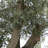 1 gal. Olive Tree