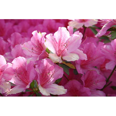 Azaleas in Bloom by Kellyt
