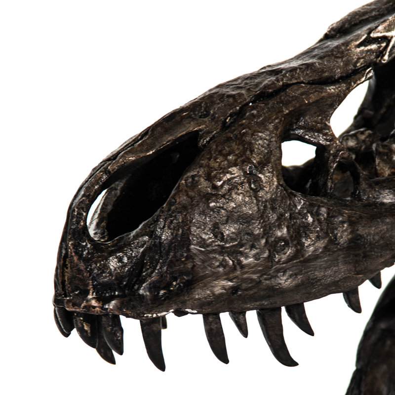 Crâne de dinosaure avec base