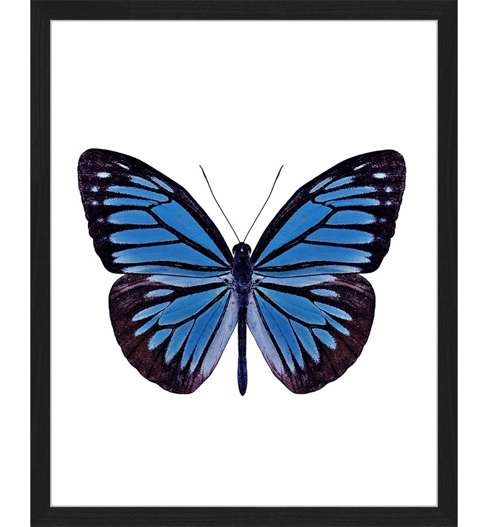 Blauer Schmetterling - Bilderrahmen Graphic Art Print auf Papier