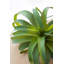 Fausse plante araignée verte-1459847671