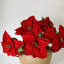 Poinsettia Faux Floral-644649063