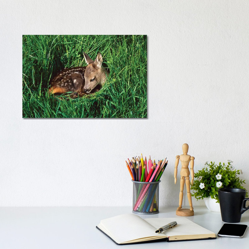 Western Roe Deer Fawn Resting In Green Grass, Germany by Konrad Wothe - Wrapped Canvas Print