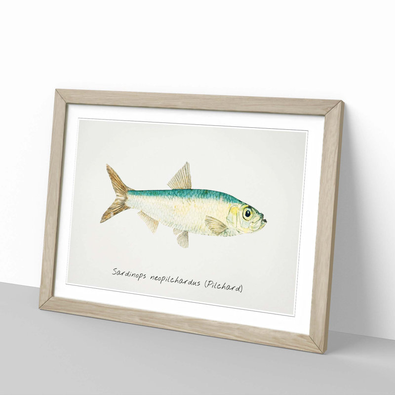 Illustration of a Pilchard by F.E. Clarke - Picture Frame Painting Print, 48cm H x 65cm W x 2cm D, Oak Framed