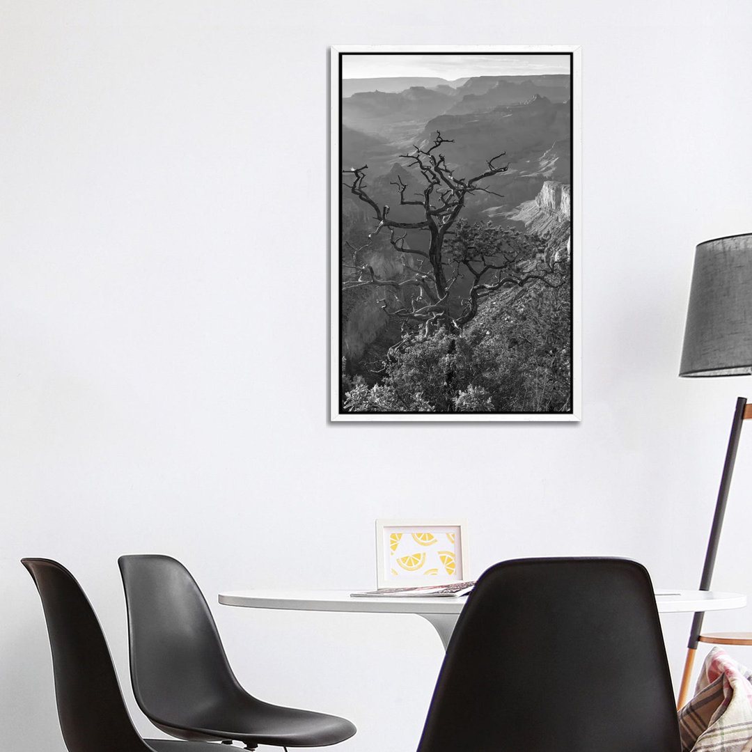 Baum, South Rim, Grand Canyon, Arizona von Tim Fitzharris - Galerie-umwickelte Leinwand Giclée auf Leinwand