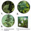 Herbes, origan, teintes 3 - Art floral-1430867348-1430867349