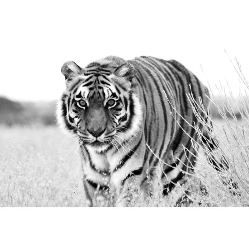 Tiger by NNehring - Wrapped Canvas Print, 51cm H x 76cm W x 3.8cm D