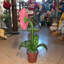 Petite statue de marguerite rose en pot