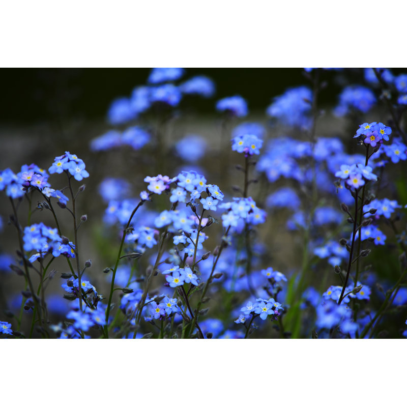 Beautiful Spring Flowers - Wrapped Canvas Print, 20cm H x 30cm W