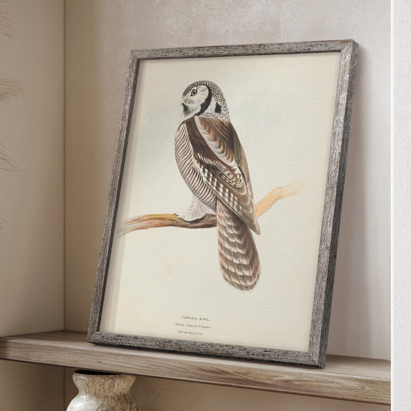 Canada Owl Framed Print - Solid Wood, 21" H x 17" W