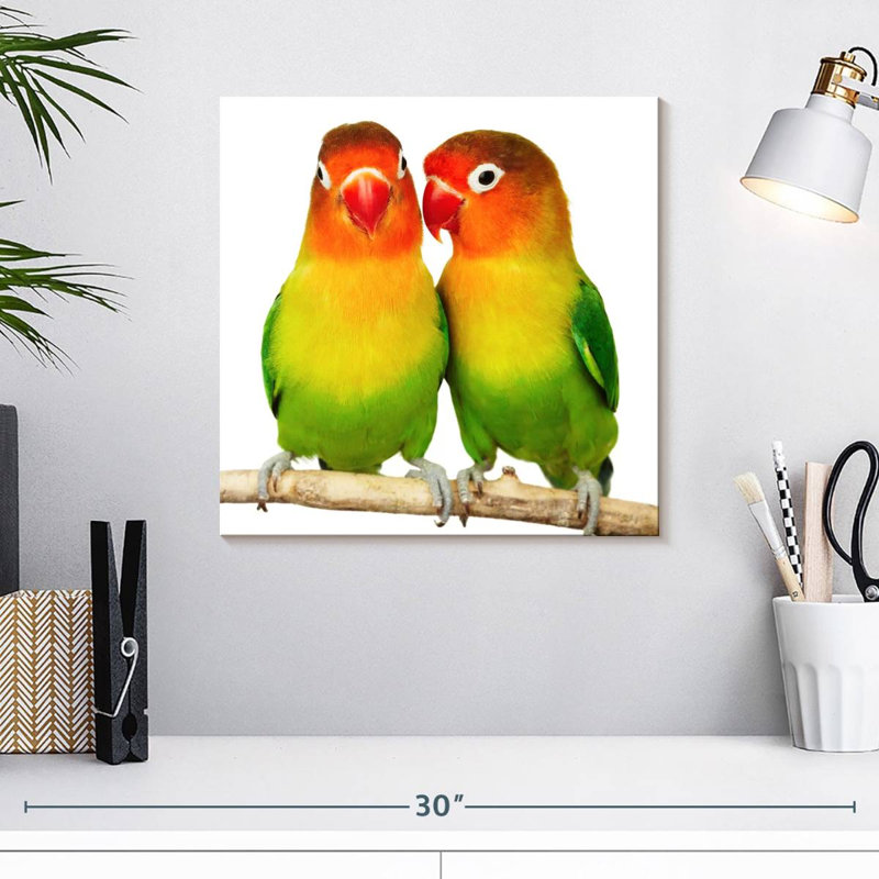 Crowle Lovebirds, H 16 po x l 16 po