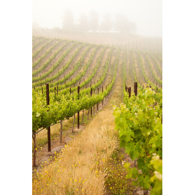 " Lush Grape Vineyard " by Feverpitched