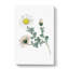 Mount Atlas Daisy Illustration - Wrapped Canvas-55363115