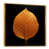 Gold Floater Framed