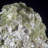 Wulfenite with Duftite. Tsumeb Mine, Namibia
