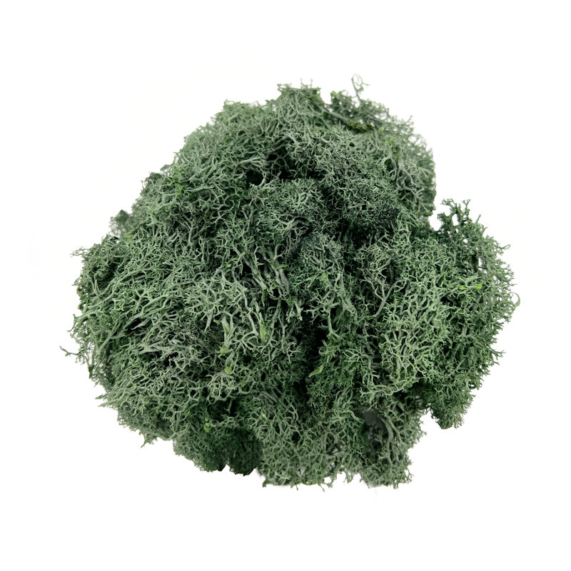 Renne préservée vert mousse, H 2 po x l 7,5 po x P 7,5 po