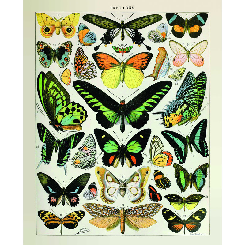 Papillons 2, impression sur toile tendue, H 16 po x l 12 po