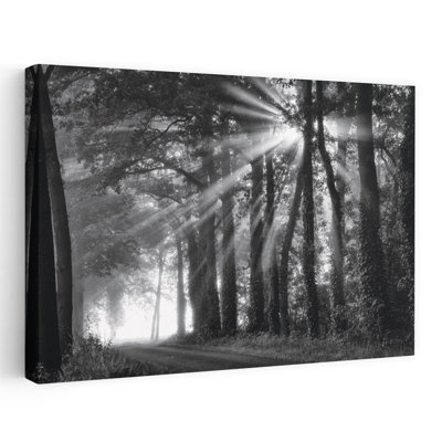 «Amazing Rays», art contemporain de paysage forestier abstrait