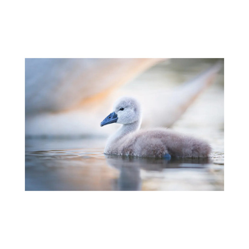 Cygnet II by Mateusz Piesiak - Wrapped Canvas Print, 20.32 cm H x 30.48 cm W