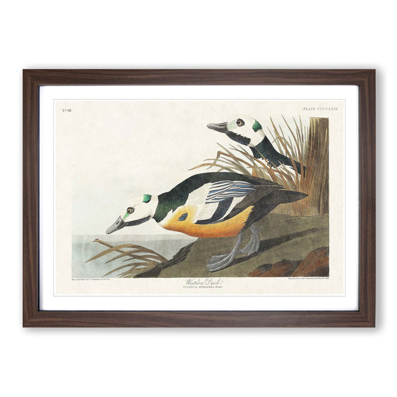 Western Ducks by John James Audubon - Framed Print, 36cm H x 48cm W x 2cm D, Walnut Framed
