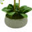 Orchid Arrangement in Planter