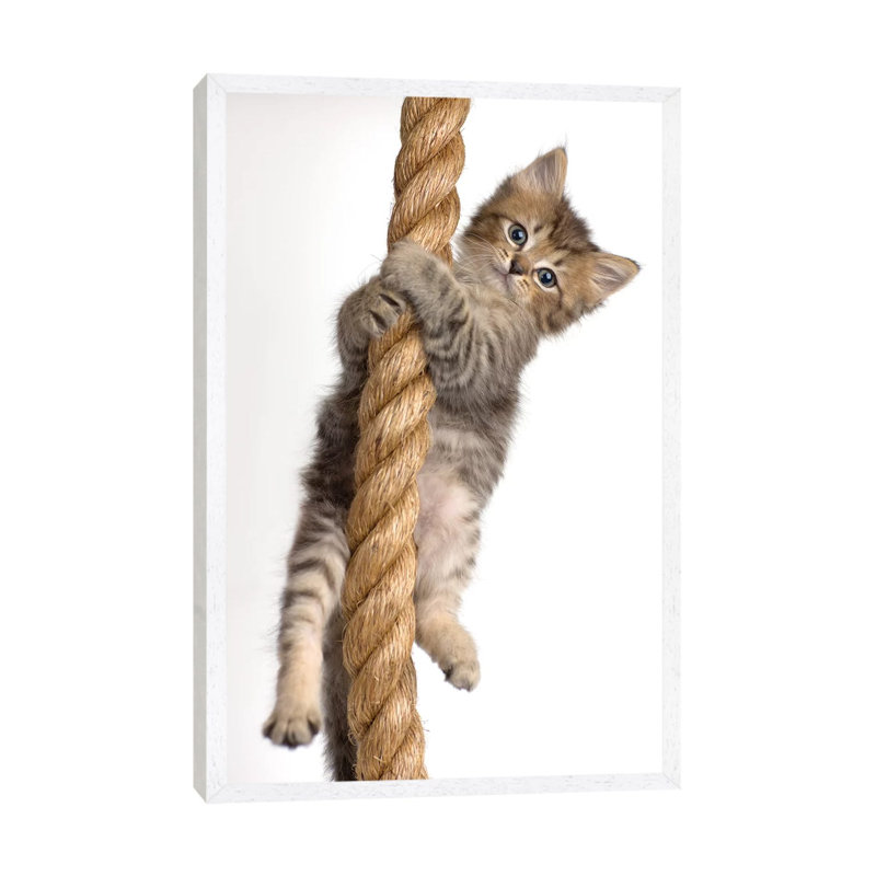 Eric by Rachael Hale - Print on Canvas, White Framed, 66.04 cm H x 45.72 cm W