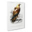 Eastern Imperial Eagle Illustration by Charles d' Orbigny - Wrapped Canvas-55316798