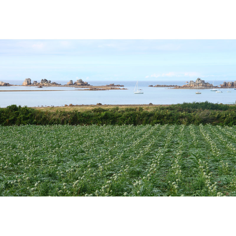 Lavila Artichokes Field - Wrapped Canvas Print, 51cm H x 76cm W x 3.8cm D