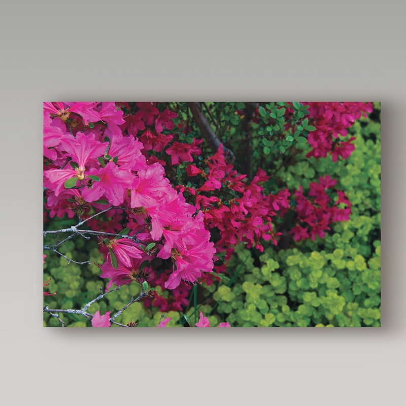 «Hot Pink, Red and Chartreuse», reproduction de photo sur toile tendue Cattima, H 16 po x l 24 po x P 2 po