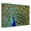 «Peacock Proud» de Fillmer, reproduction de photo sur toile tendue-30365971