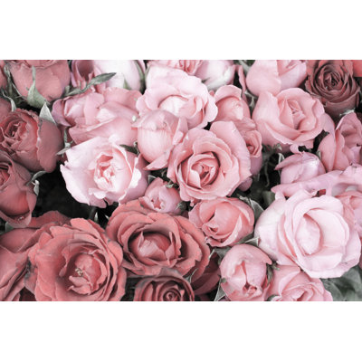 " Roses Background "