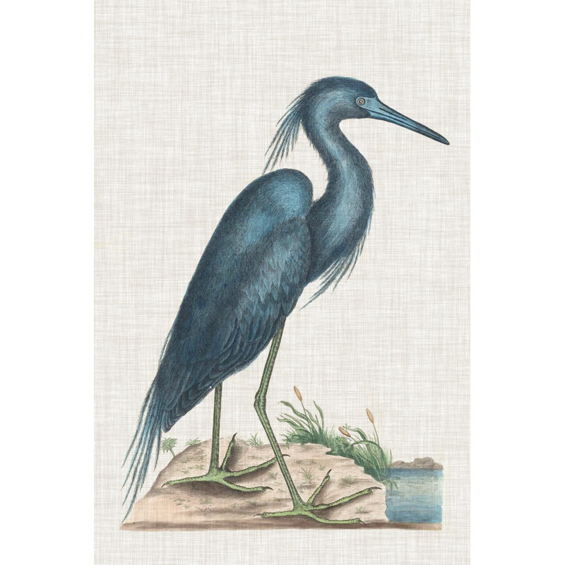 Catesby Heron II by Mark Catesby - Wrapped Canvas Painting, 30cm H x 20cm W