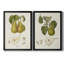 Vintage Pears V - ensemble de 2 impressions encadrées sur toile-829226273-829226274