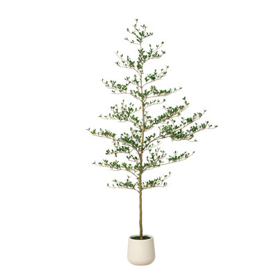 Adcock Olive Tree in Planter