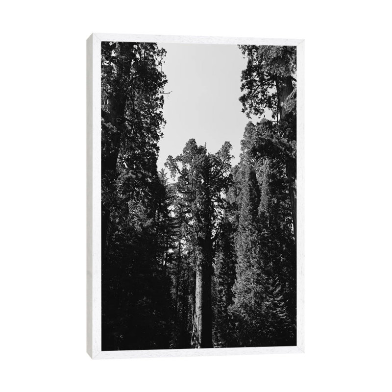 Sequoia National Park XII by Bethany Young - Print on Canvas, 101.6cm H x 66.04cm W x 3.81cm D, White Framed