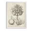 «Fresco Crown Imperial II» par Paul Cezanne - reproduction d'art-776869839-776869879