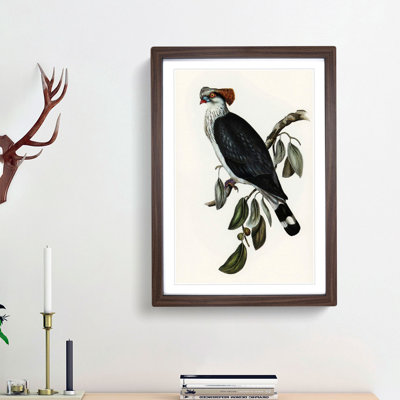 Top-Knot Pigeon by Elizabeth Gould - Picture Frame Painting Print