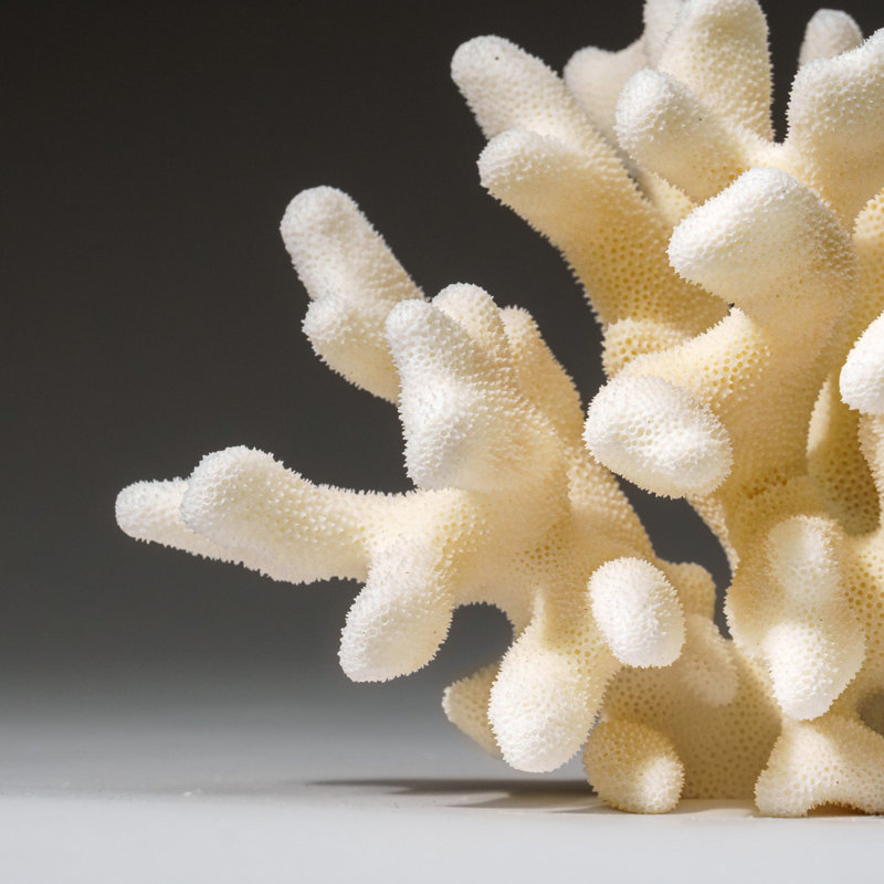 Genuine White Cat's Paw Coral (1 Lb)