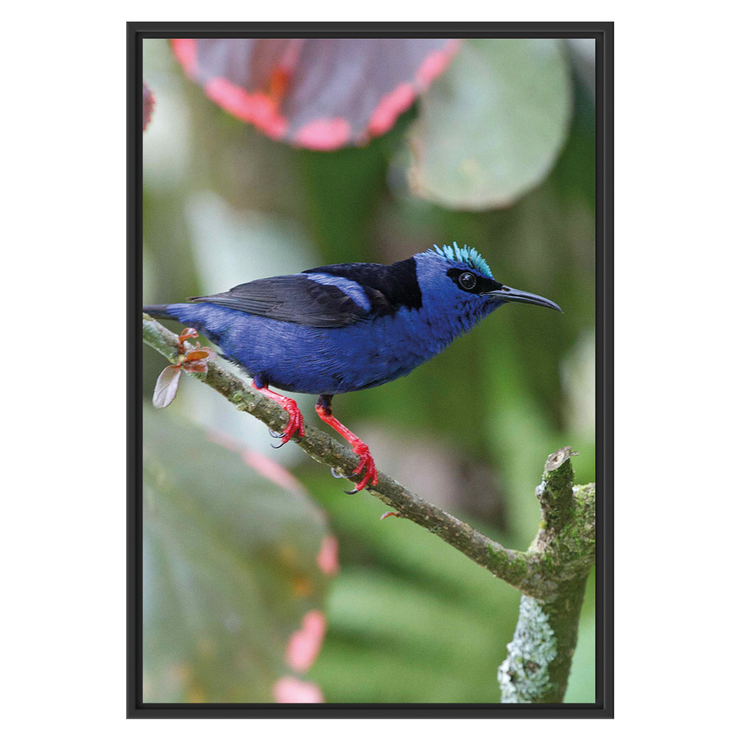 Gerahmtes Wandbild Türkisnaschvogel auf Ast