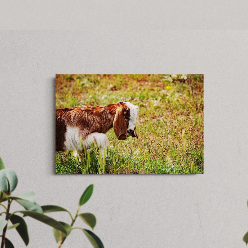 Close up of Goat, 8" H x 12" W