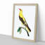 Golden Oriole Bird by George Shaw - Picture Frame Painting Print-55621113-55621112