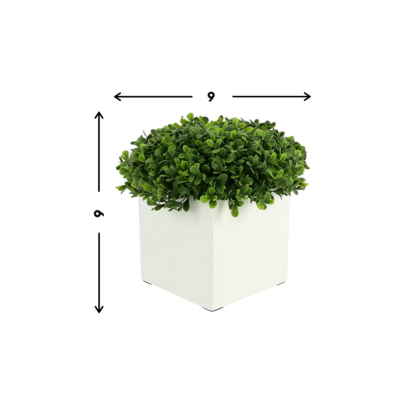 Boxwood Arrangement In Square Pot