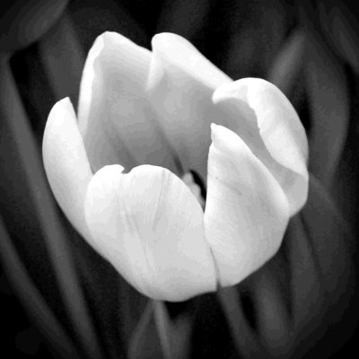 " Dreamy Tulip "