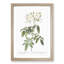 Musk Rose in White by Pierre-Joseph Redoute - Picture Frame Painting Print-55580815-55580818