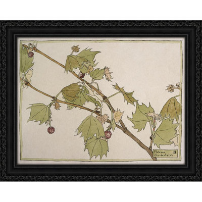 Platanus Occidentalis (Sycamore) (circa 1915)