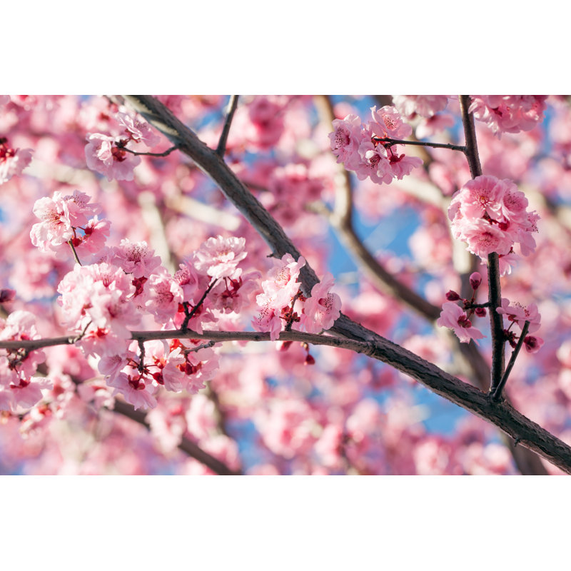 Cherry tree in blossom 1 Piece Wrapped Canvas Wall Art, 51cm H x 76cm W x 3.8cm D