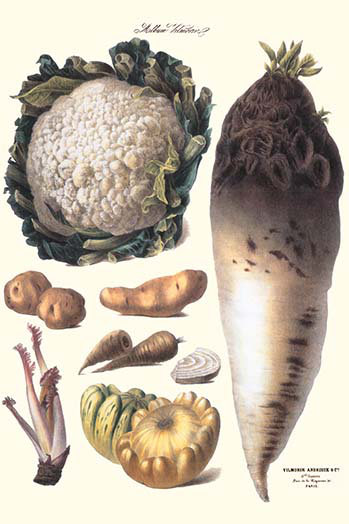 Impression d’art graphique, « légumes califlower gourds », H 36 po x l 24 po x P 1,5 po