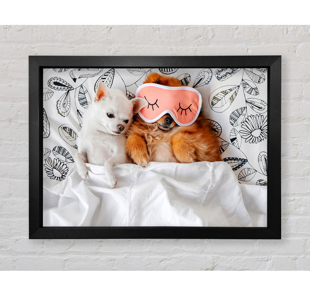 Gerahmter Kunstdruck Chihuahua Bedtime Dog Love