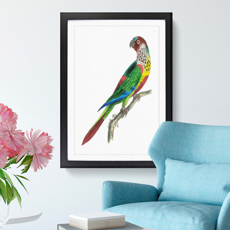 Parakeet by George Shaw - Framed Print, 36cm H x 27cm W x 2cm D, Black Framed